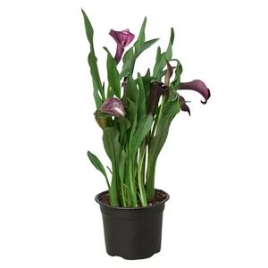 Calla Lilie - Bild 1 von 11