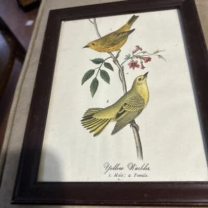 Print,YELLOW WARBLER,Chromo,Birds of Pennsylvania,Warren,1888 - Picture 1 of 5
