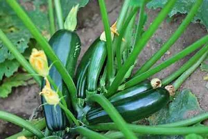 BLACK BEAUTY SUMMER SQUASH 25 SEEDS , HEIRLOOM, ORGANIC NON - GMO, 2025 Season - Picture 1 of 1