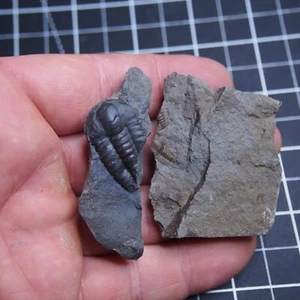 63gr Checo Trilobite Elipsocephalus hoffi Cámbrico Fósiles Dino 996 - Imagen 1 de 6