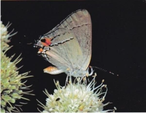 Gray Hairstreak Butterfly - Picture 1 of 2
