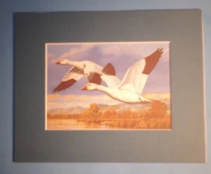 8" x 10" Matted 5" x 7" Print of Painting Two Snow Geese in Flight - Picture 1 of 3