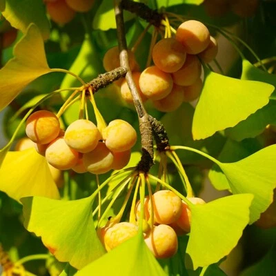 Ginkgo Biloba Tree Seeds | Maidenhair Nuts Perennial Seed For 2025 Fast Shipping - Image 1 of 4