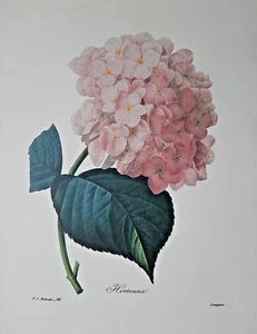 Pierre Joseph Redoute Botanical Flowers HORTENSIA Print Book Plate 56 - Picture 1 of 2