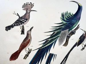 1819 Hoopoe, Bird of Paradise, ornithology, Strack, chalk lithograph hand colour - Picture 1 of 5