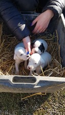 Cuccioli Simil-pointer