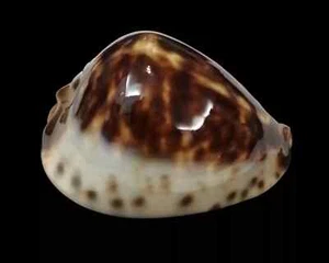 Shell Cypraea ZOILA ELUDENS DELICATURA W.Australia 55,9 mm - Picture 1 of 10