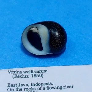 Vittina wallisiarum 20mm Nerites Nerita Snail Fresh water Sea shells - Picture 1 of 2