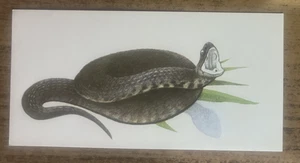 Vintage - 1962 - Gelles Widmer - Reptile CARD -47. Western Cottonmouth - Picture 1 of 2