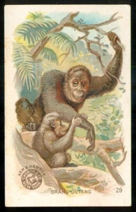 1897 ORANGUTANS Card ARM & HAMMER Soda ANIMAL Series J10 CHURCH & DWIGHT #29 - Picture 1 of 2