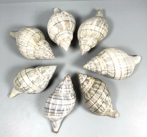 Lot of 9 Natural Florida Seashells Cinctura Hunteria Ocean Beach House Decor - Picture 1 of 8