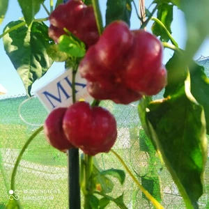 Pimienta Tomate Hungara,10 semillas,seeds,Capsicum annuum (277) - Picture 1 of 1
