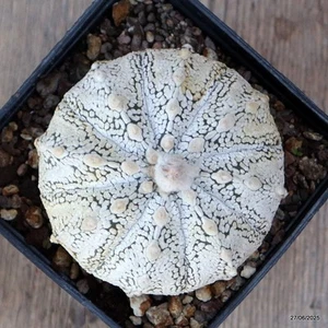 D4887 ASTROPHYTUM SUPERKABUTO maceta 10-H6-W9 cm MaMa Cactus - Imagen 1 de 4