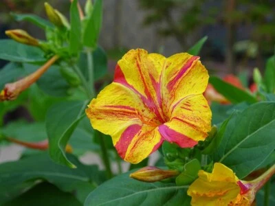 Bunte Wunderblume Mirabilis jalapa colorful 10 Samen - Bild 1 von 3