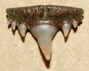 Dente di squalo di qualità incredibile - Paraorthacodus recurvus, regione di Tambov Russia - Foto 1 di 12