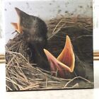 Baby Robins In A Nest - Wall Art - Measures 8”x8” - Wrapped Canvas - BRAND NEW!!