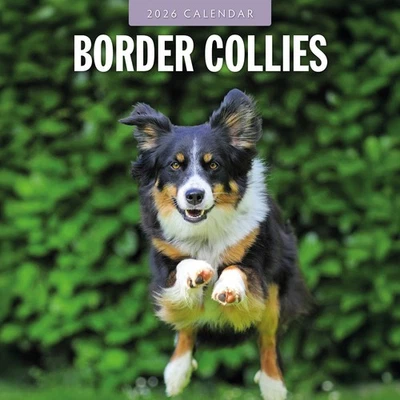 RED ROBIN PUBLISHING Border Collies 2026 Square Wall Calendar