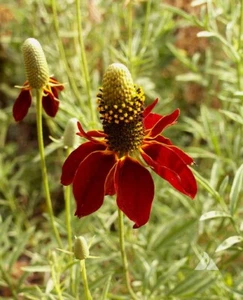 Dwarf Red Coneflower Seeds, Mexican Red Hat, Columnar Upright Prairie, FREE SHIP - Picture 1 of 2