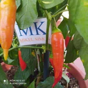 Sugar Rush,10 semillas,Capsicum baccatum (367) - Picture 1 of 1