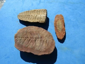   SCARCE Lot (3)  perified  Ferns 290 million years old Mazon Creek - Picture 1 of 6