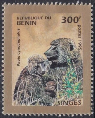 Specimen, Benin Sc760 Single, Primates, Yellow Baboon, Monkey - Image 1 of 2