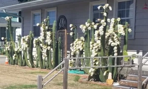 Shamanic Plant Medicine 2(two) Tall Night Blooming PERUVIAN CACTUS Succulent - Picture 1 of 5