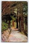 Olympia Washington Postcard On The Trail It's The Water Forest Tree 1910 Vintage