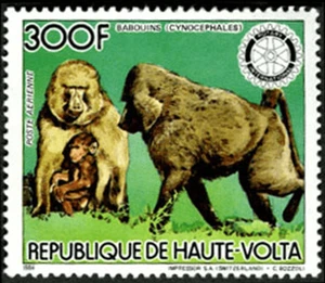 Burkina Faso 1984 Imperf. Fauna, Animals Monkeys / FALCON Full N° 961 - 962 BL - Picture 1 of 5