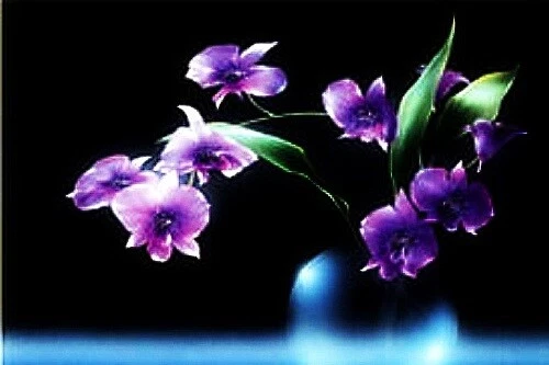 Poster Orchid on Black - Image 1 of 1