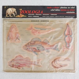 Vintage Rico Firenze Italian Relief Chart Fish Anatomy Zoology French Language - Picture 1 of 3
