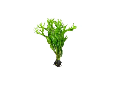 BUY 2 GET 1 FREE - Java Fern Microsorum Windelov Small Easy Live Aquarium Plants - Image 1 of 4
