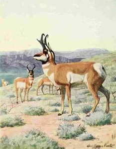 A4 Photo Fuertes Louis Agassiz 1920 Antelope Print Poster - Picture 1 of 1