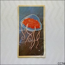 Brooke Bond Tea Card Incredible Creatures In Sea #12 Deep-Sea Jellyfish (CC74)