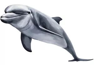 Tatouage Dolly the Dolphin Dry rub Transfer - Picture 1 of 1