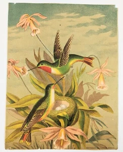 Tarjeta comercial cromo victoriana colibríes nido huevos Buffords cromo aceite Boston - Imagen 1 de 2