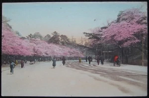 Japan Cherry Blossoms Pink Tree Forest Hand Tinted Japanese Postcard - Picture 1 of 2