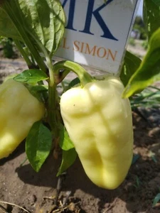 Paprika Ferenc Tender,10 semillas,seeds,Capsicum annuum (293) - Picture 1 of 1