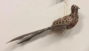 2 Nuevas Decoraciones de Navidad de Faisán/Pájaro de Pluma Natural con Clip de 10"" - Imagen 1 de 2