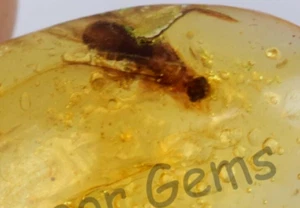 17.00 Ct 100% Natural Yellow Amber Insect Inclusion Certified Loose Gemstone - Picture 1 of 7