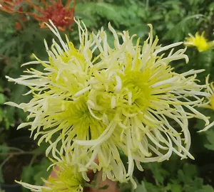 Nightingale Chrysanthemum x 1 Plant - Perennial Cut Flowers Cottage Gar - Picture 1 of 7