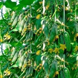 Seeds Gherkin Cucumber Parisian Bush Pickling Vegetable Organic Heirloom Organic - Picture 1 of 12
