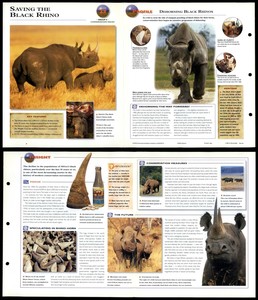 Saving The Black Rhino #23 Conservation - Wildlife Explorer Fold-Out Card