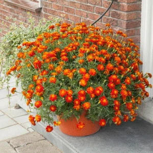 Ringelblume französische 'Firebird' Qualität Blumensamen - Bild 1 von 1