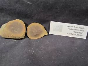 Mazon Creek Fossils Cyclus americanus Water Bug Excellent Pit 11 Complete - Picture 1 of 8