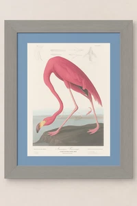 Audubon Framed American Flamingo 15x18.5 Art Print - Picture 1 of 1