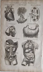 c1795 IMPRESIÓN ANTIGUA ANATOMÍA ÓRGANOS VASOS CARDÍACOS PULMONES VASOS SANGUÍNEOS ESTÓMAGO - Imagen 1 de 3