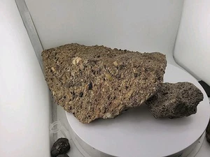 Fossilized Turtle Shell and Skull Alligator Snapper / Bird In Turtle Mouth! - Picture 1 of 23