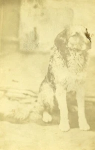 France Cesson Mr Barraza's Dog Old Photo CDV 1870' - Picture 1 of 3