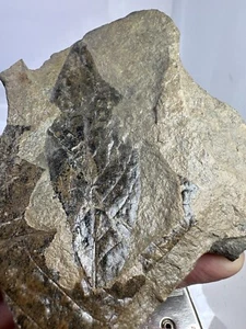Rocks Fossilized Carboniferous Leaf Fossil 5.5 X 4.75” Double Sided - Picture 1 of 12