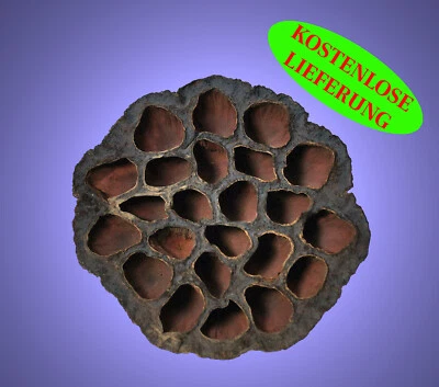 Aquarium Deko 🐟🦐 GARNELEN LOTUS POD 7-10 cm 🐟🦐 Höhle Terrarium Nano Zubehör